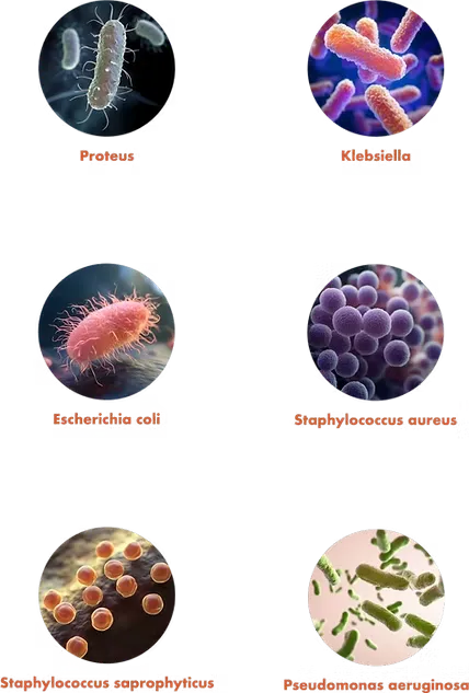 Spigot Guard is 99.99% effective in eliminating the six most common organisms associated with CAUTIs.*